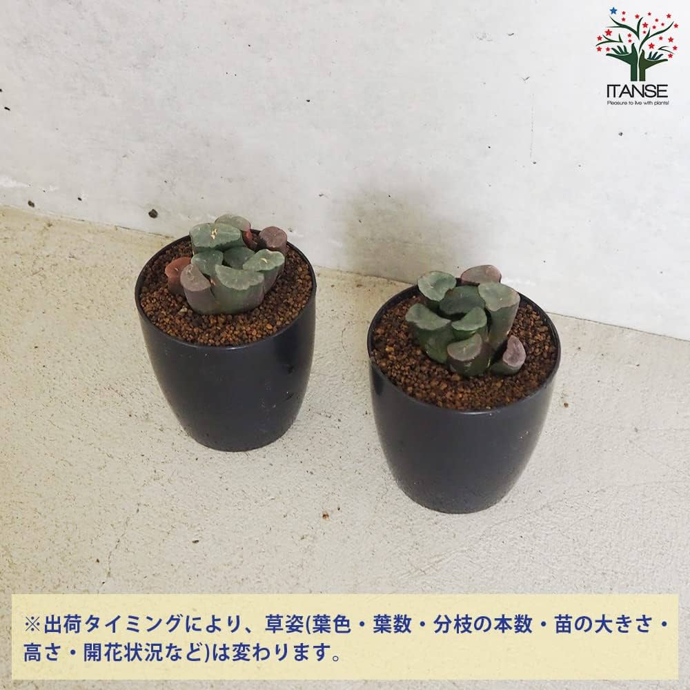 Amazon.co.jp: ハオルチア(赤)・紫鏡 2.5号鉢【品種で選べる多肉